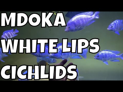 Beautiful Mdoka White Lips Cichlid Fishes in Aquarium
