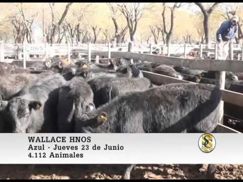 23-06-2016 Wallace Hnos - Azul - Venta de Machos