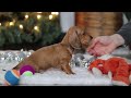 Miniature Dachshund dogs for sale: Willow - Video 1