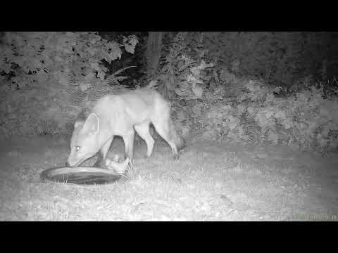 Fox caught on our wildcam in our city garden in The Hague, The Netherlands!