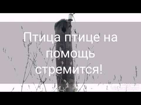 Нерукотворный, клювом сработанный, самый длинный в мире скворечник!