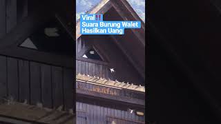 Download lagu FYP | Suara Memanggil Burung Walet | Swallow Bird | Animal Sound🔥 mp3