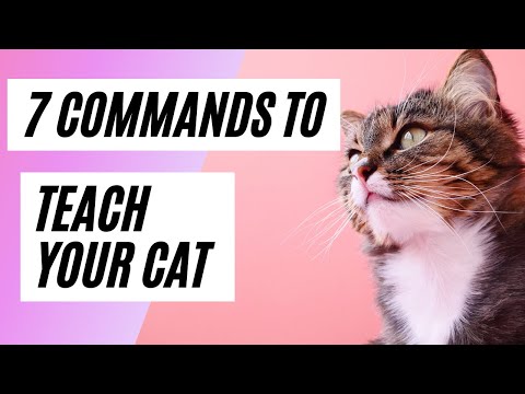 7 Commands To Teach Your Cat ⎜Cat Training🐱🐾