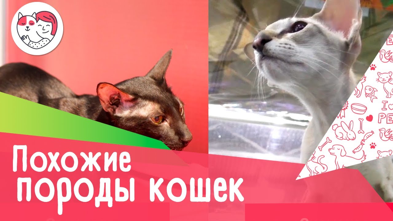 4 пары пород кошек, очень похожих друг на друга