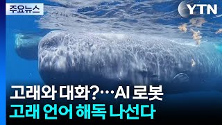 "고래와 대화하는 시대 올까?"...AI 로봇, 고래 언어 해독 나선다 / YTN