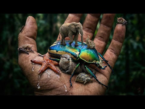 Minute Encyclopedia: A Journey Inside the Minds of Animals 📚🧠🐾