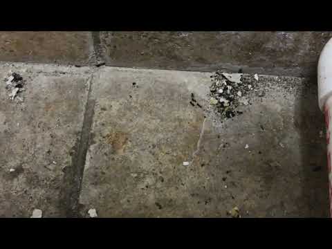 Ants Infiltrate Restaurant Through a Small Crack in Wall Township, NJ