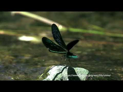 トンボの飛び方