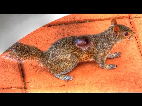 enterobiosis kezelési standard