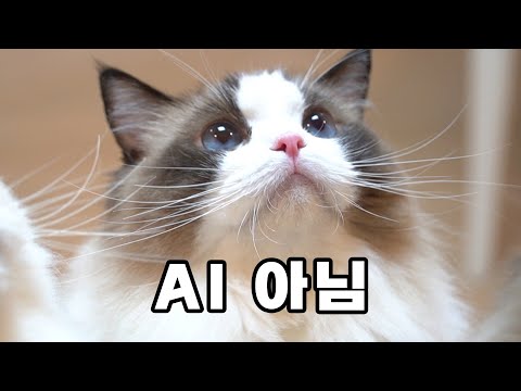 세상에서 제일 예쁜 고양이 1위