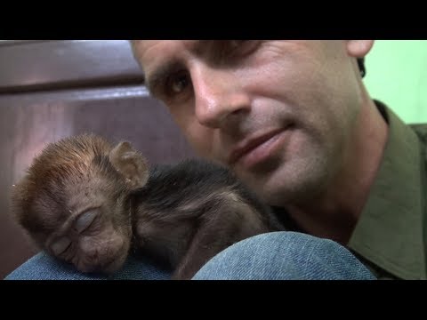 THE ORPHAN MACAQUE