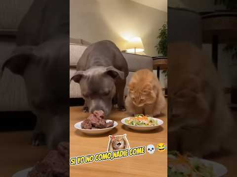 Le dan ensalada al gato… y su reacción se vuelve completamente viral 🥗🐱🔥