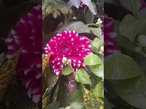 💐💐💐🌹🌹🌹🏵️💮🪷🌷🥀🌹💐🌹🌺🌷🪷🌸🌸💮🏵️