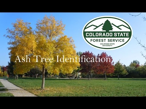 Ash Tree Identification