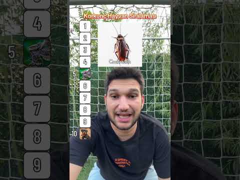 Hayvan sıralaması 3
