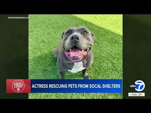 Alison Eastwood & KABC7 Spotlight Tomorrow’s Pawsitively In Love Adoption Event