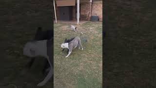 Video preview image #1 American Pit Bull Terrier-Unknown Mix Puppy For Sale in Germantown, OH, USA