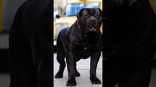 Download lagu Paapy aur puppy ka papa☺😯🥰#shorts#viralvideo#youtube mp3