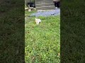 Cocker Spaniel dogs for sale: Pepper❤️AKC registered - Video 1