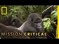 A Silverback Showdown Mission Critical