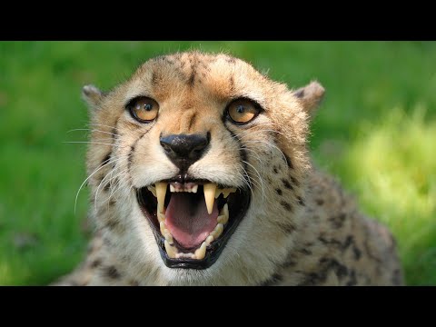 Top Amazing Facts About Cheetahs (Gepards) - Cheetahs attacks animals