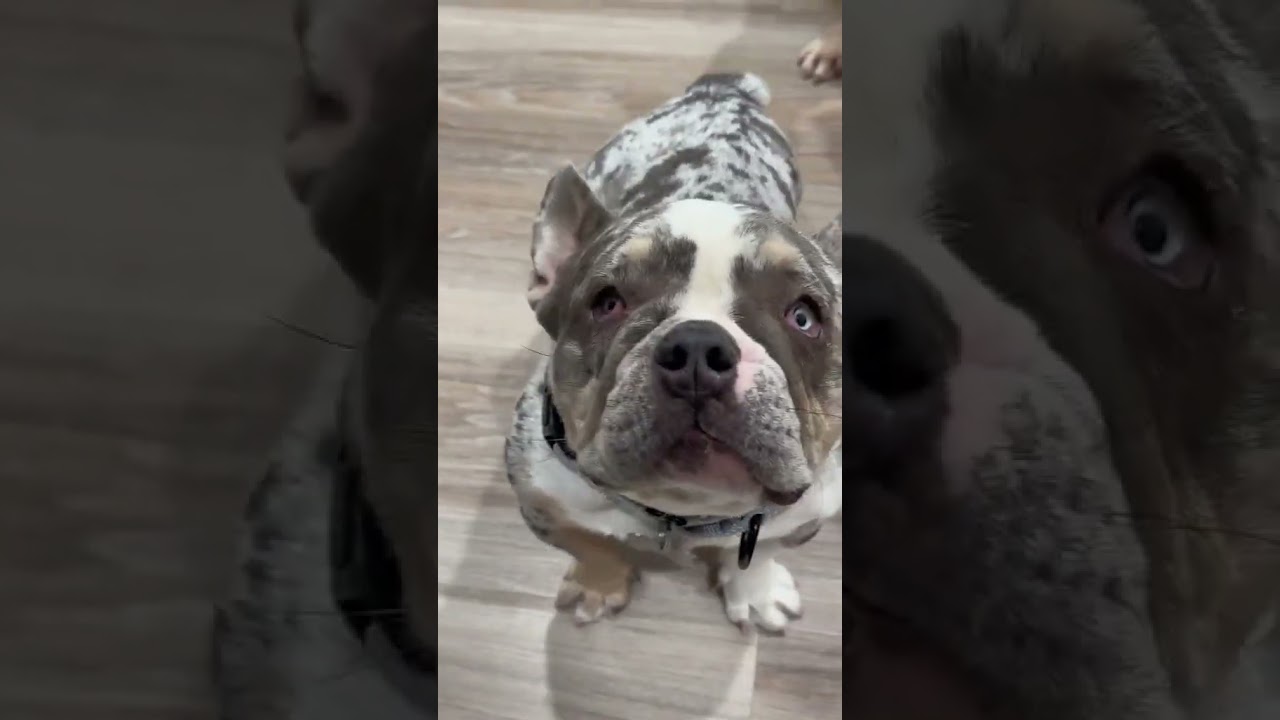 Zinnie, a Adoptable French Bulldog in Citrus Heights, CA video 3/6