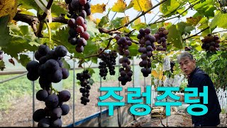 이러다 배터져 죽겠어요-포도가 주렁주렁