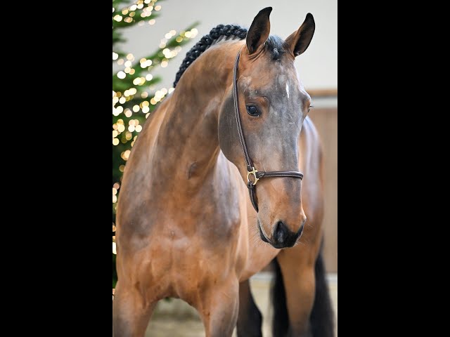 Wyatt Earp Van De Derkes Lp - walk & 360