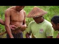 Small Scale Aquaculture Extension Project In Myanmar English Version