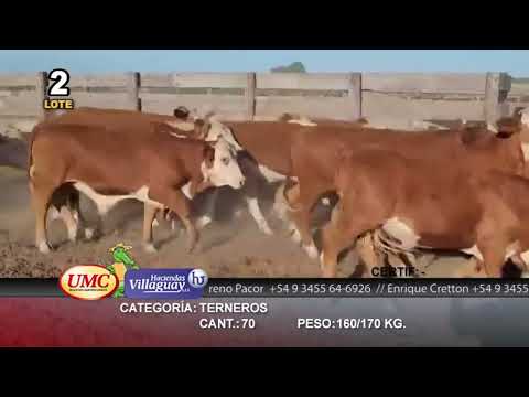 Lote 70 Terneros en Villaguay, Entre Ríos