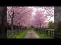 Jab Jab Bahar Ayi Whatsapp Status