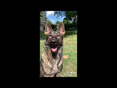 Sadie The Sable Shepherd Tiktok Compilation ❗️