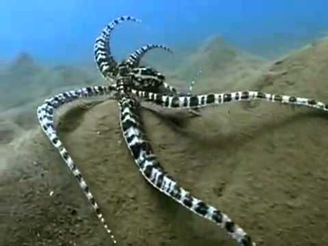 擬態章魚會72變驚掉你下巴(視頻)
