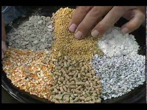 What to Feed Chickens, Strong Eggs, Good Poultry Health, chick feed to laying hens (Food Grade DE)