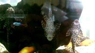 Pez Plecostomus, diablo, ventosa, limpia vidrios.