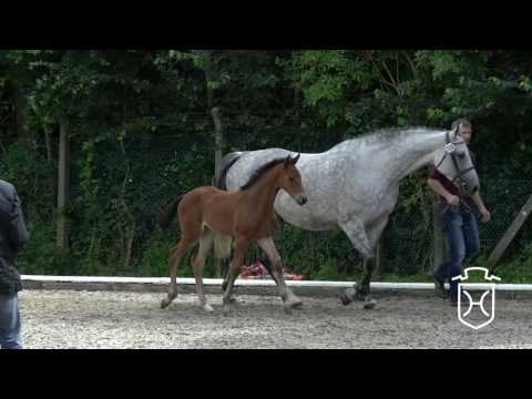 Holsteiner Fohlenchampionat 2016 - Dithmarschen - Schrittring der Stuten