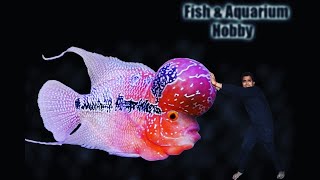🔶SRD Flowerhon 3 Months Update | Flowerhon Care tips|flowerhorn cichlid|kamfa flowerhorn✅