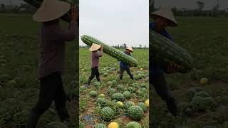 Download lagu Very rare long Hybrid watermelon...So long...#watermelon #farm #farmer #farming mp3