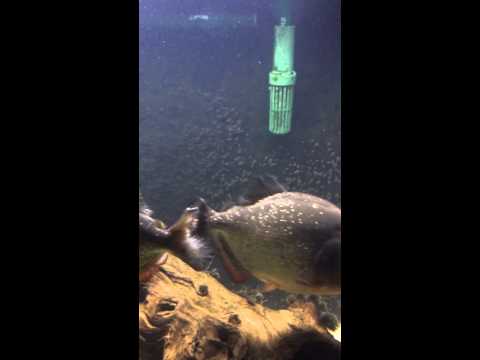 Red Belly Piranhas Swimming