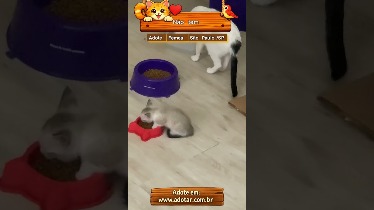 Gato raça SRD-ViraLata idade 2 a 6 meses nome Não tem 
