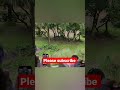 Kilimanjaro Safari Mandrill Animals Disneyland Giraffe Magickingdom Wildlife Disneyworld