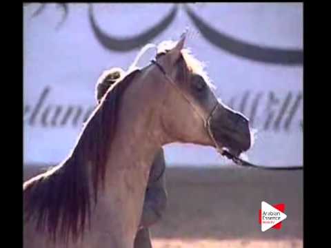 N.169 AJ BTTAL - Ajman 2016 - Colts 1 year old (Class 7B)