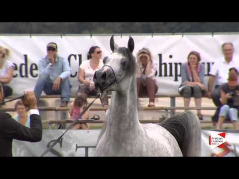 N.93 NEWTON KA - Chantilly 2015 ABCE - Stallions 4 years old (Class 9)