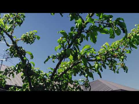 6 Rawei Place, Harewood, Christchurch, 4房, 2浴, House