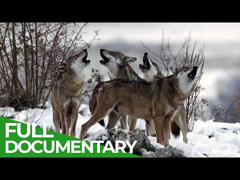 Hunters of the Alps: Return of the Wolf Packs