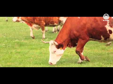 A jó LaciBetyár - Lesencei zsiványok (Official Music Video)