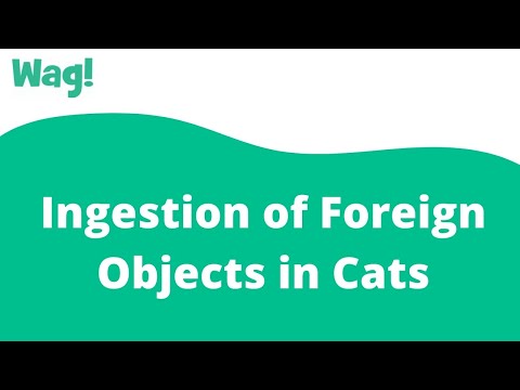 Ingestion of Foreign Objects in Cats | Wag!