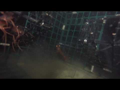 Amazing GoPro Footage Inside a Shrimp Trap