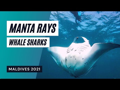 Snorkeling in the Maldives with Whale Sharks & Manta Rays | GoPro HERO9 Black | Maldives 2021