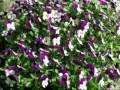 Franco Corelli - Ave Maria (C. Gounod) 